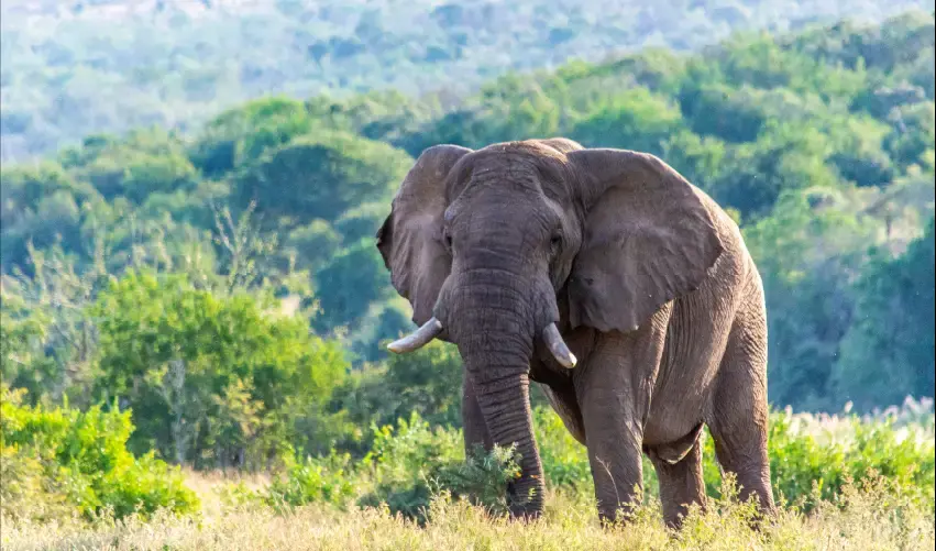 Viaje viaje-sudafrica-esuatini-tvg-4760