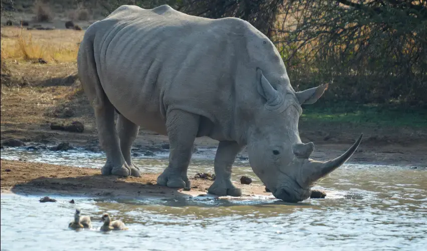 Viaje tour-sudafrica-sun-city-kruger-tvg-5705
